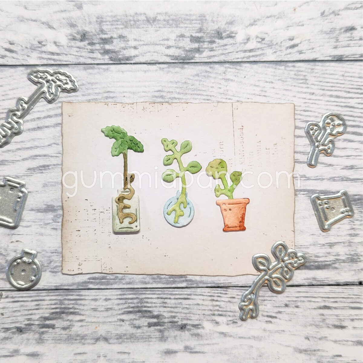 Stanze Plant Cuttings