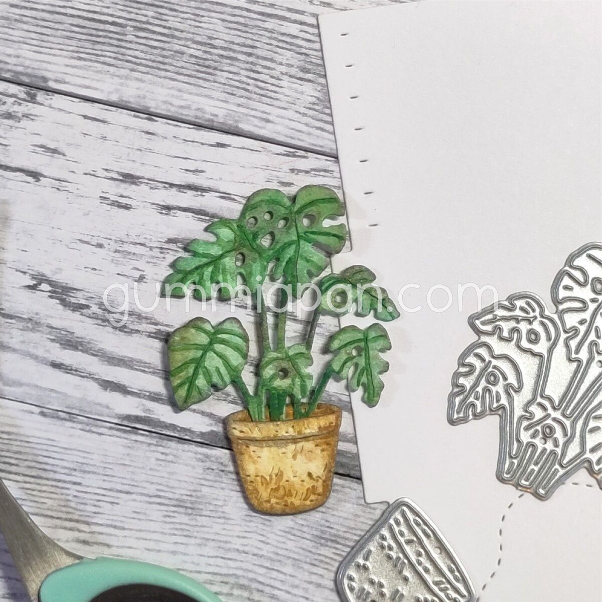 Stanze Monstera with Pot